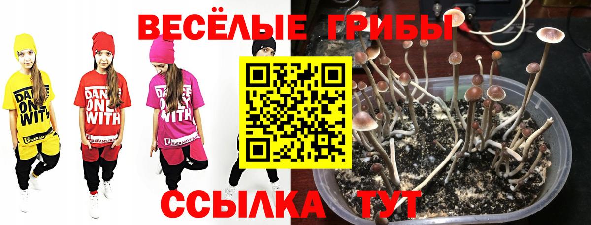 Псилоцибиновые грибы прущие грибы  Вход с VPN  Тосно 